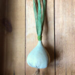 Timeless Garlic Bulb Design by Tish Bachleda