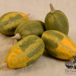 Tricolored and green gourds designed by tish Bachleda